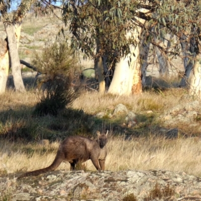 Osphranter robustus robustus (Eastern Wallaroo) at Wandiyali-Environa Conservation Area - 23 Apr 2017 by Wandiyali