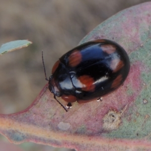 Paropsisterna beata at Tharwa, ACT - 7 Jan 2017