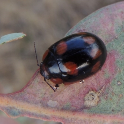 Paropsisterna beata (Blessed Leaf Beetle) at Tharwa, ACT - 7 Jan 2017 by MichaelBedingfield