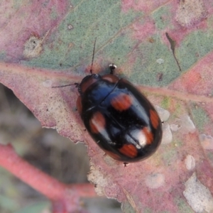 Paropsisterna beata at Tharwa, ACT - 7 Jan 2017