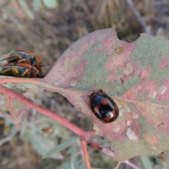 Paropsisterna beata at Tharwa, ACT - 7 Jan 2017