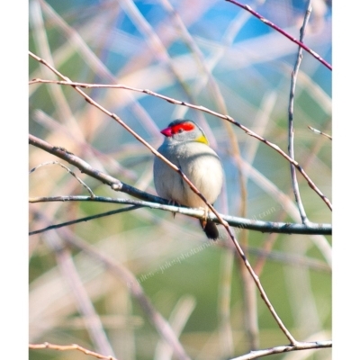 Neochmia temporalis (Red-browed Finch) at Millingandi, NSW - 25 Jun 2017 by JulesPhotographer