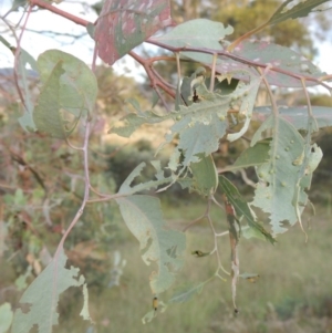 Eucalyptus blakelyi at Tharwa, ACT - 7 Jan 2017