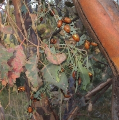 Eucalyptus blakelyi at Tharwa, ACT - 7 Jan 2017