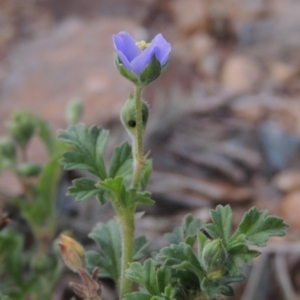 Erodium crinitum at Paddys River, ACT - 7 Jan 2017