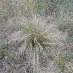 Nassella trichotoma (Serrated Tussock) at Paddys River, ACT - 7 Jan 2017 by michaelb