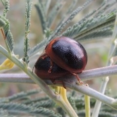 Dicranosterna immaculata (Acacia leaf beetle) at Paddys River, ACT - 7 Jan 2017 by MichaelBedingfield