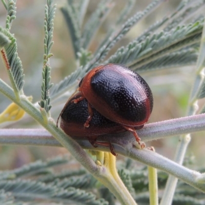 Dicranosterna immaculata (Acacia leaf beetle) at Paddys River, ACT - 7 Jan 2017 by MichaelBedingfield