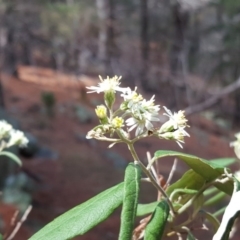 Olearia lirata at Isaacs, ACT - 9 Oct 2017