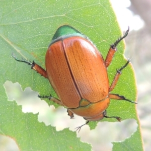 Anoplognathus brunnipennis at Point Hut to Tharwa - 7 Jan 2017