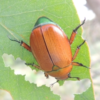 Anoplognathus brunnipennis (Green-tailed Christmas beetle) at Point Hut to Tharwa - 7 Jan 2017 by michaelb