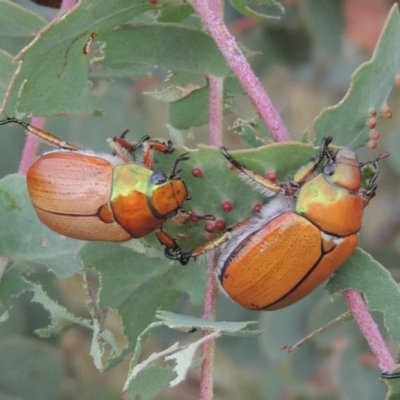 Anoplognathus brunnipennis (Green-tailed Christmas beetle) at Tharwa, ACT - 7 Jan 2017 by michaelb