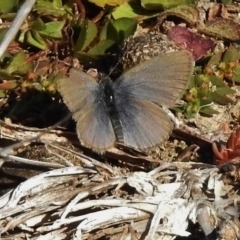 Zizina otis (Common Grass-Blue) at Paddys River, ACT - 26 Jun 2017 by JohnBundock