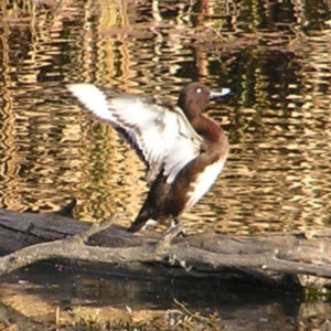 Aythya australis at Fyshwick, ACT - 25 Jun 2017