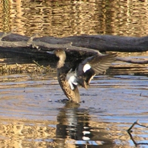 Anas gracilis at Fyshwick, ACT - 25 Jun 2017