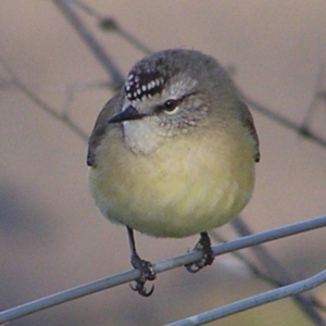 Acanthiza chrysorrhoa at Fyshwick, ACT - 25 Jun 2017