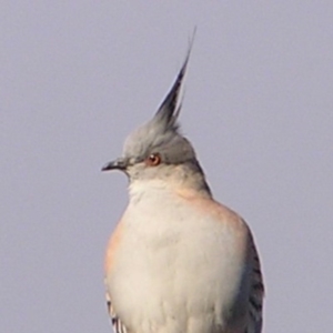 Ocyphaps lophotes at Fyshwick, ACT - 25 Jun 2017