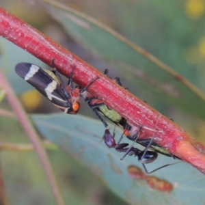 Eurymeloides pulchra at Paddys River, ACT - 7 Jan 2017 08:02 PM