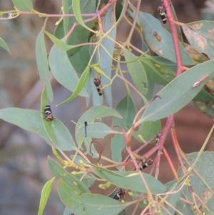 Eurymeloides pulchra at Paddys River, ACT - 7 Jan 2017 08:02 PM