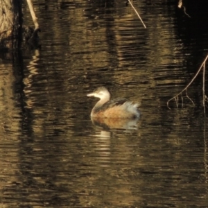 Tachybaptus novaehollandiae at Molonglo River Reserve - 26 Jun 2017