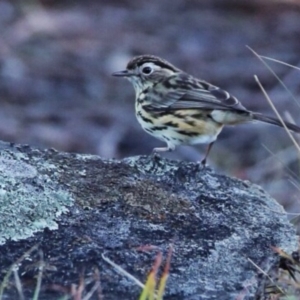 Pyrrholaemus sagittatus at Googong, NSW - 22 May 2016