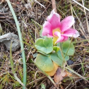 Oxalis purpurea at Isaacs, ACT - 27 Jun 2017