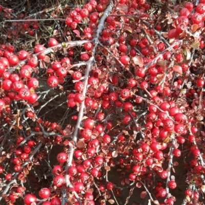 Cotoneaster horizontalis (Prostrate Cotoneaster) at Isaacs, ACT - 27 Jun 2017 by Mike