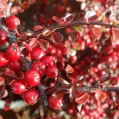 Cotoneaster horizontalis at Isaacs, ACT - 27 Jun 2017 11:49 AM