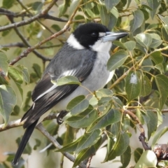 Cracticus torquatus (Grey Butcherbird) at Gordon, ACT - 27 Jun 2017 by JohnBundock