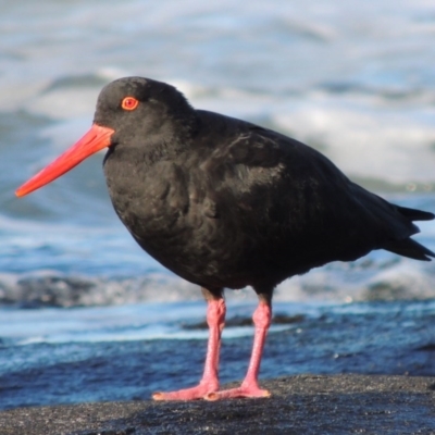 Haematopus fuliginosus (Sooty Oystercatcher) at Kioloa, NSW - 3 Jun 2014 by michaelb