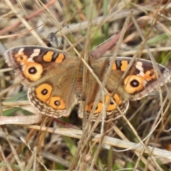 Junonia villida (Meadow Argus) at Gordon, ACT - 27 Jun 2017 by JohnBundock