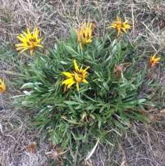 Gazania rigens (Treasure Flower) at Franklin, ACT - 27 Jun 2017 by jks