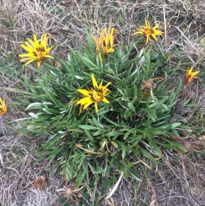 Gazania rigens (Treasure Flower) at Franklin, ACT - 27 Jun 2017 by jks