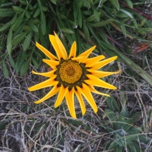 Gazania rigens at Franklin, ACT - 27 Jun 2017 07:12 PM