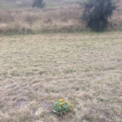 Gazania rigens at Franklin, ACT - 27 Jun 2017 07:12 PM