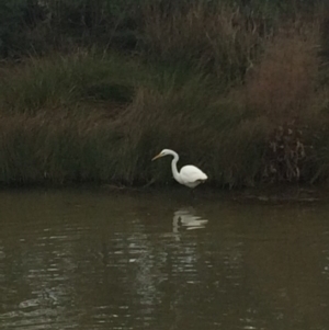 Ardea alba at Franklin, ACT - 27 Jun 2017