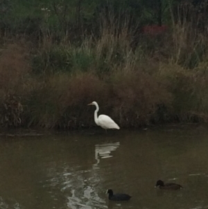 Ardea alba at Franklin, ACT - 27 Jun 2017