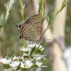 Jalmenus ictinus (Stencilled Hairstreak) at O'Connor, ACT - 29 Dec 2016 by ibaird