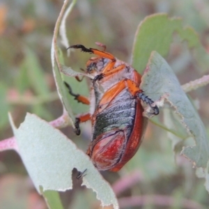 Anoplognathus porosus at Tharwa, ACT - 7 Jan 2017 08:37 PM