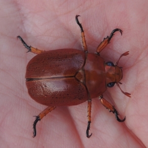 Anoplognathus porosus at Tharwa, ACT - 7 Jan 2017 08:37 PM