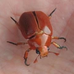 Anoplognathus porosus at Tharwa, ACT - 7 Jan 2017 08:37 PM