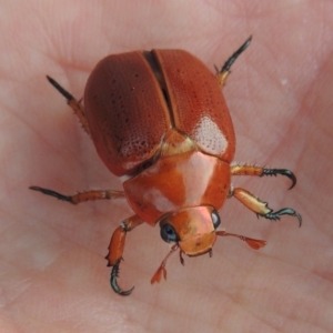 Anoplognathus porosus at Tharwa, ACT - 7 Jan 2017 08:37 PM