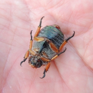 Anoplognathus porosus at Tharwa, ACT - 7 Jan 2017 08:37 PM