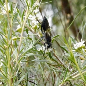 Sphex sp. (genus) at O'Connor, ACT - 29 Dec 2016