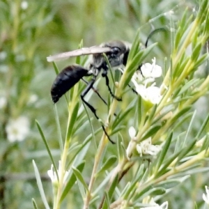 Sphex sp. (genus) at O'Connor, ACT - 29 Dec 2016