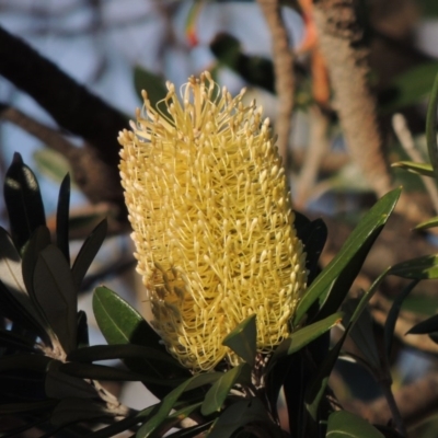 Banksia integrifolia subsp. integrifolia (Coast Banksia) at Kioloa, NSW - 3 Jun 2014 by MichaelBedingfield