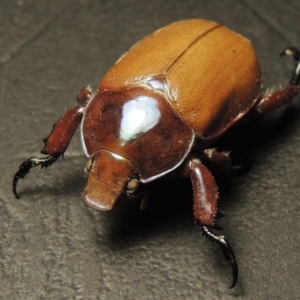 Anoplognathus montanus at Gordon, ACT - 14 Jan 2017