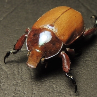 Anoplognathus montanus (Montane Christmas beetle) at Gordon, ACT - 14 Jan 2017 by michaelb