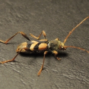 Aridaeus thoracicus at Paddys River, ACT - 15 Jan 2017