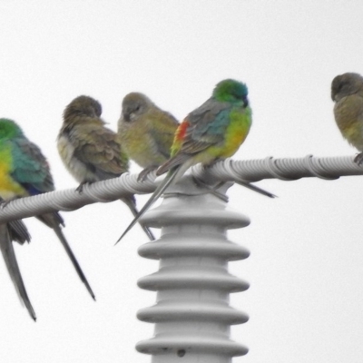 Psephotus haematonotus (Red-rumped Parrot) at Hume, ACT - 28 Jun 2017 by JohnBundock